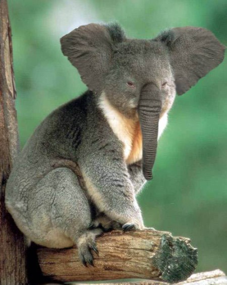 Koala-BabyElephant
