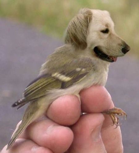 Sparrow-Dog